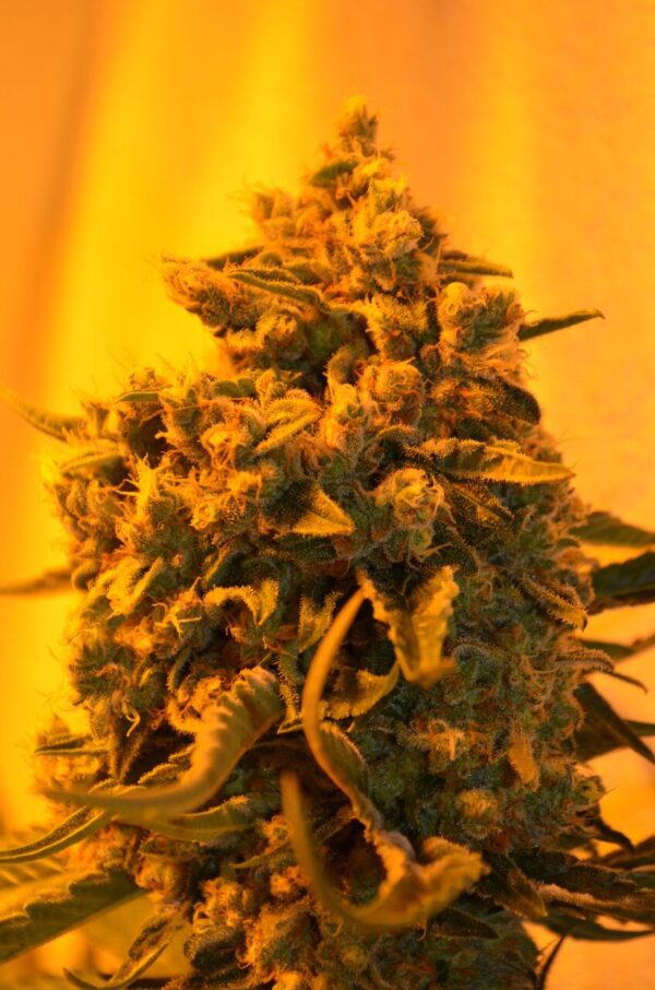 Critical Sour Diesel Feminised Seeds by Emerald Triangle