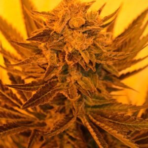 Critical Sour Diesel CBD Feminised Seeds by Emerald Triangle