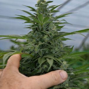 Critical Strawberry Banana Feminised Seeds by Emerald Triangle