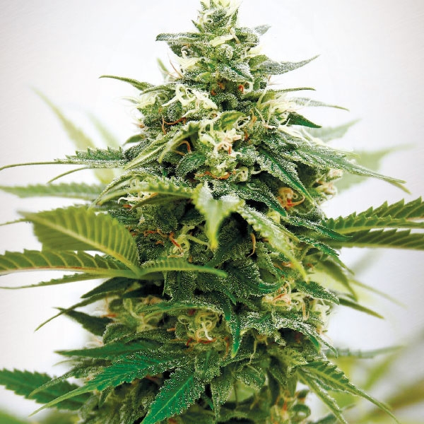 Critical XXL Feminised Seeds by Garden Of Green