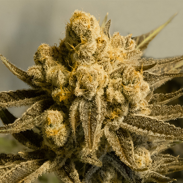Critical Glue #4 Auto Feminised Seeds by High Speed Buds