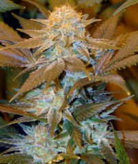Critical Hog Feminised Seeds by T.H. Seeds