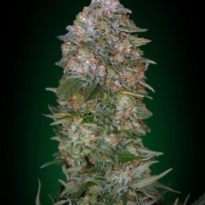 Critical Soma Feminised Seeds by Advanced Seeds