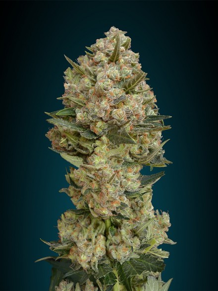 Critical Feminised Seeds by Advanced Seeds