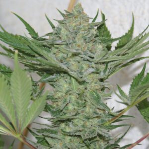 Critical Haze Feminised Seeds by Resin Seeds