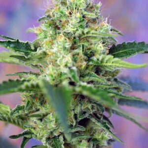 Crystal Candy Feminised Seeds by Sweet Seeds