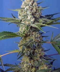 Crystal Candy F1 Fast Version Feminised Seeds by Sweet Seeds