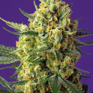 Crystal Candy XL Auto Feminised Seeds by Sweet Seeds