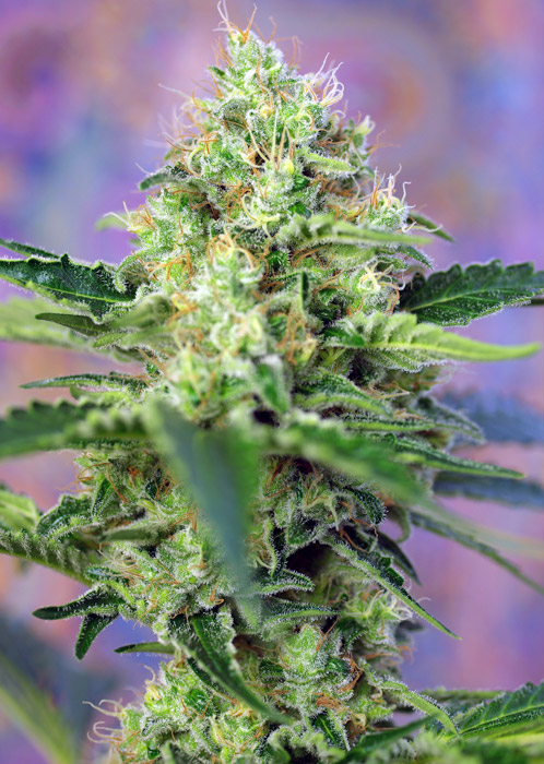 Crystal Candy Feminised Seeds by Sweet Seeds