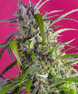 Crystal Candy Auto Feminised Seeds by Sweet Seeds