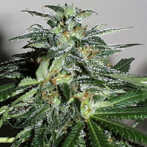 Cyber Cristal Feminised Seeds by KC Brains