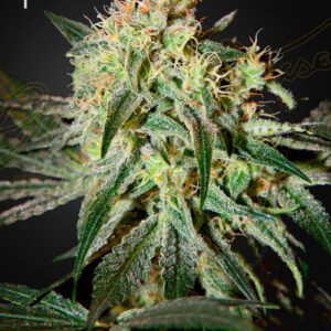 Damn Sour Feminised Seeds by Greenhouse Seed Co.