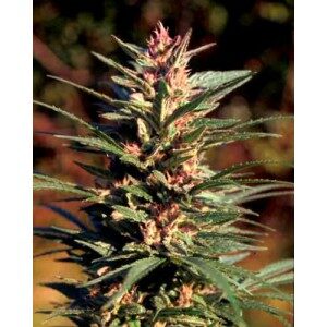 Danky Doddle Feminised Seeds by KC Brains