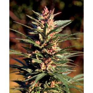 Danky Doddle Feminised Seeds by KC Brains