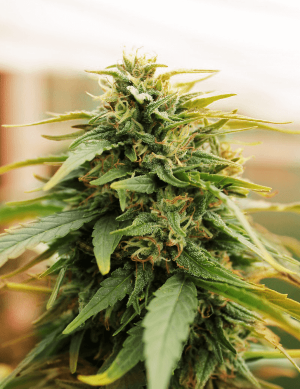Deep Forest Super Auto Feminised Seeds by Doctor's Choice