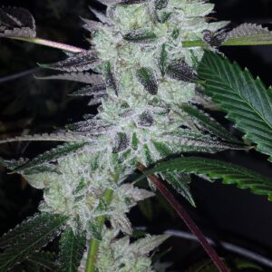 Delinquent OG Feminised Seeds by BC Bud Depot