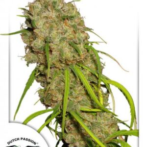 Desfran Feminised Seeds by Dutch Passion