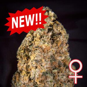 Diamond Queen Kush Auto Feminised Seeds by KC Brains