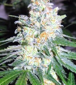 Diesel Berry Cough Feminised Seeds by Garden Of Green