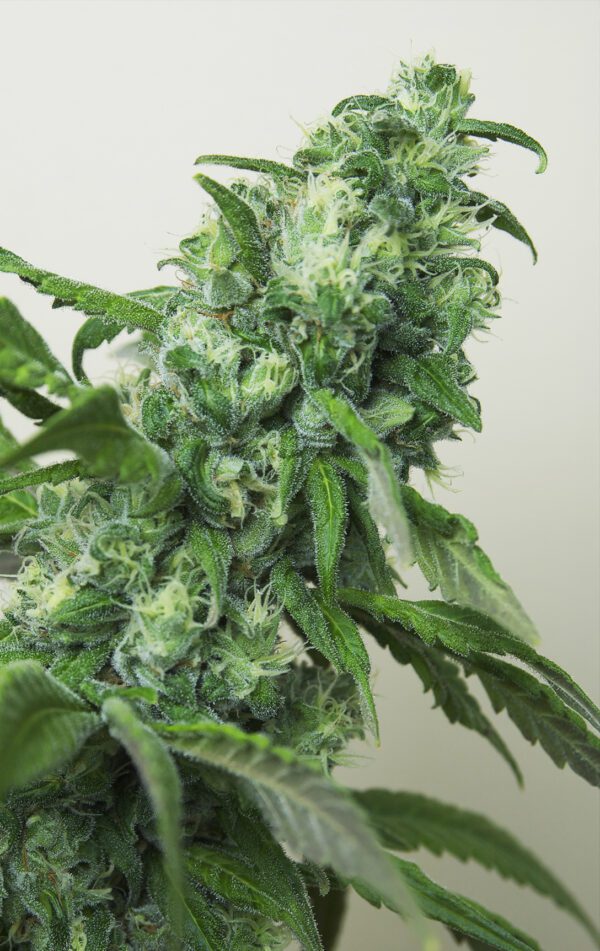 Digweed Feminised Seeds by House of the Great Gardener