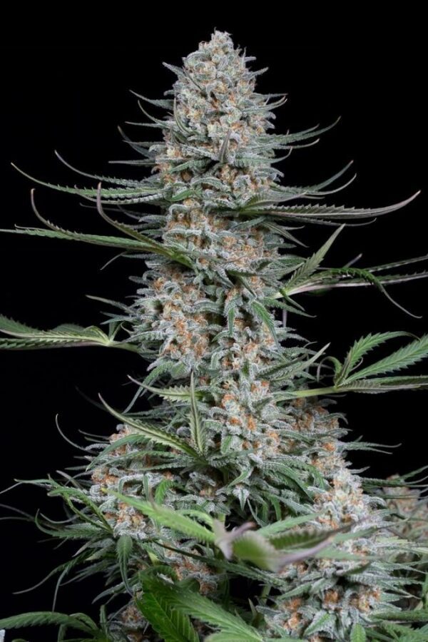 Quick Critical + Feminised Seeds by Dinafem