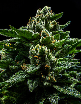 DO-G Feminised Seeds by Ripper Seeds