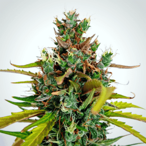 Do-Si-Dos Auto Feminised Seeds by Expert Seeds