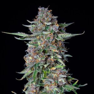 Do-Si-Dos Auto Feminised Seeds by Royal Queen Seeds