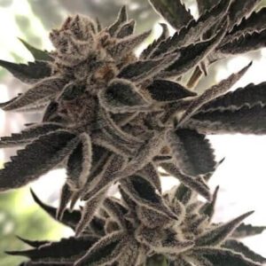 Do-Si-Dos Zkittlez Feminised Seeds by The Plug Seedbank