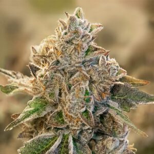 Do Si Face Auto Feminised Seeds by High Speed Buds