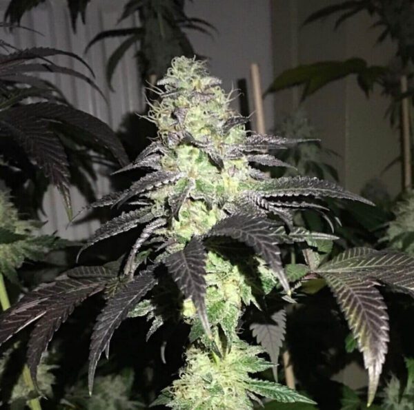 Do Z Dos Feminised Seeds by Pheno Finder Seeds
