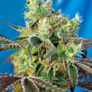 Do-Sweet-Dos Feminised Seeds by Sweet Seeds
