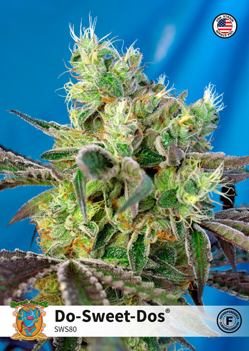 Do-Sweet-Dos Feminised Seeds by Sweet Seeds