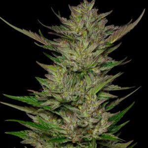 Don Carlos Feminised Seeds by Humboldt Seed Co.