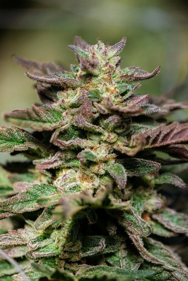Dosidos FAST Feminised Seeds by Atlas Seed