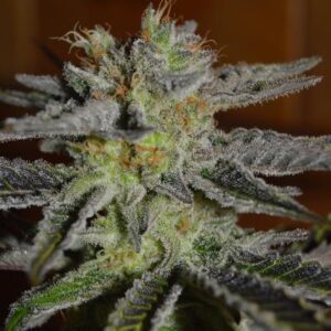 Double Black Feminised Seeds by G13 Labs