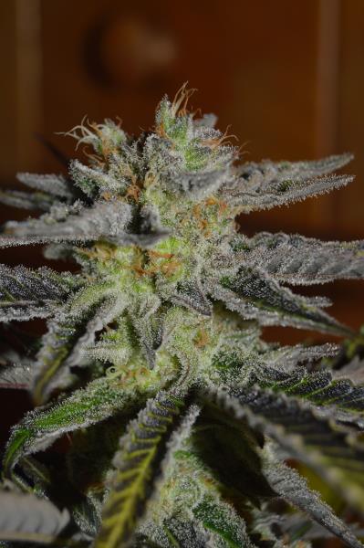 Double Black Feminised Seeds by G13 Labs