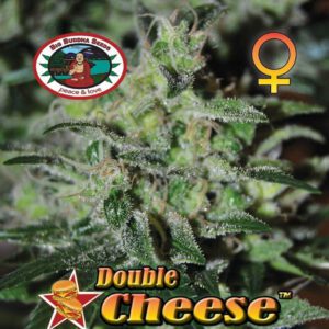 Double Cheese Feminised Seeds by Big Buddha Seeds