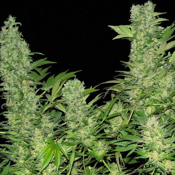 Double Dutch Feminised Seeds by Serious Seeds
