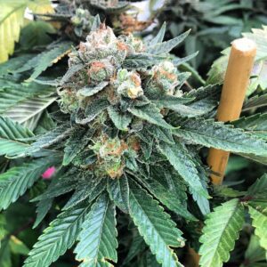 Double Zero OGK Feminised Seeds by Mosca Seeds