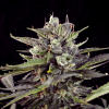 Blueberry Auto Feminised Seeds by Dutch Passion