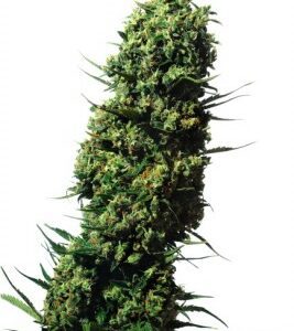 The Ultimate Feminised Seeds by Dutch Passion