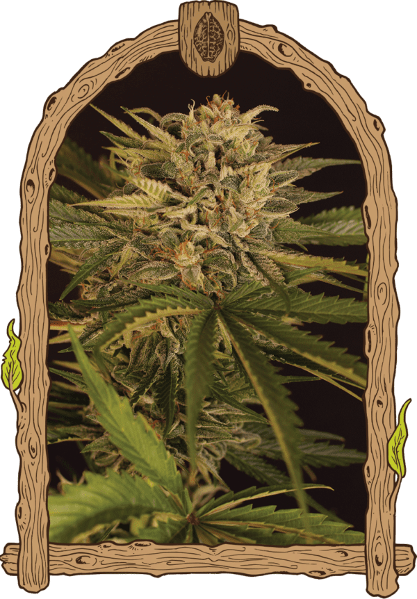 Dr. Greenman Pure CBD Feminised Seeds by Exotic Seed