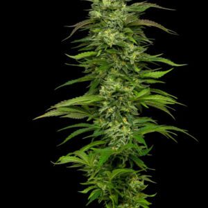 Dream Queen Auto Feminised Seeds by Humboldt Seed Co.