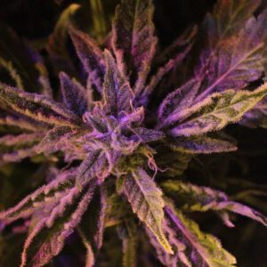 Doctor's Choice #1 Auto Feminised Seeds by Doctor's Choice