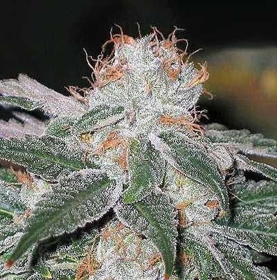 Dubble Bubble Feminised Seeds by Garden Of Green