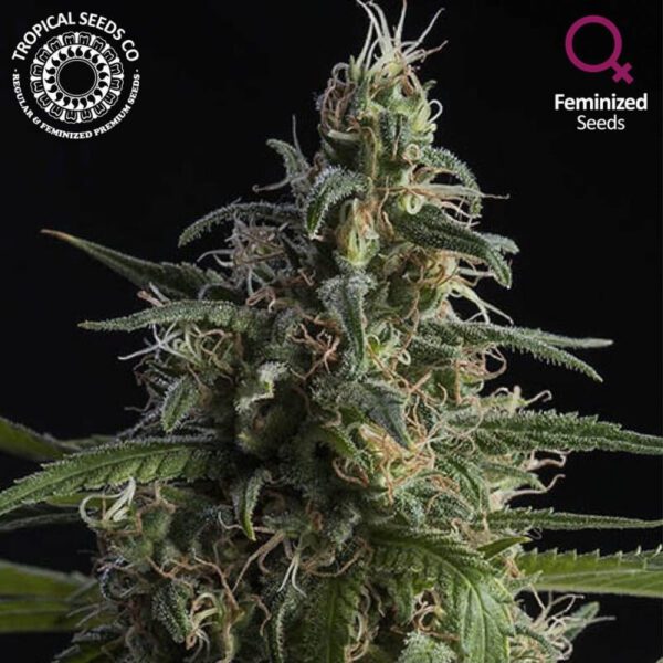 Durand's Herald Kush Feminised Seeds by Tropical Seeds
