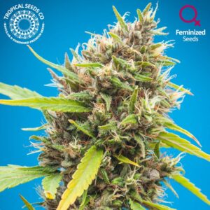 Durbakistan Feminised Seeds by Tropical Seeds