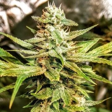 Durban Apricot Sherbet Feminised Seeds by Holy Smoke Seeds