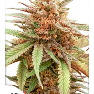Durban Dew Feminised Seeds by Dutch Passion